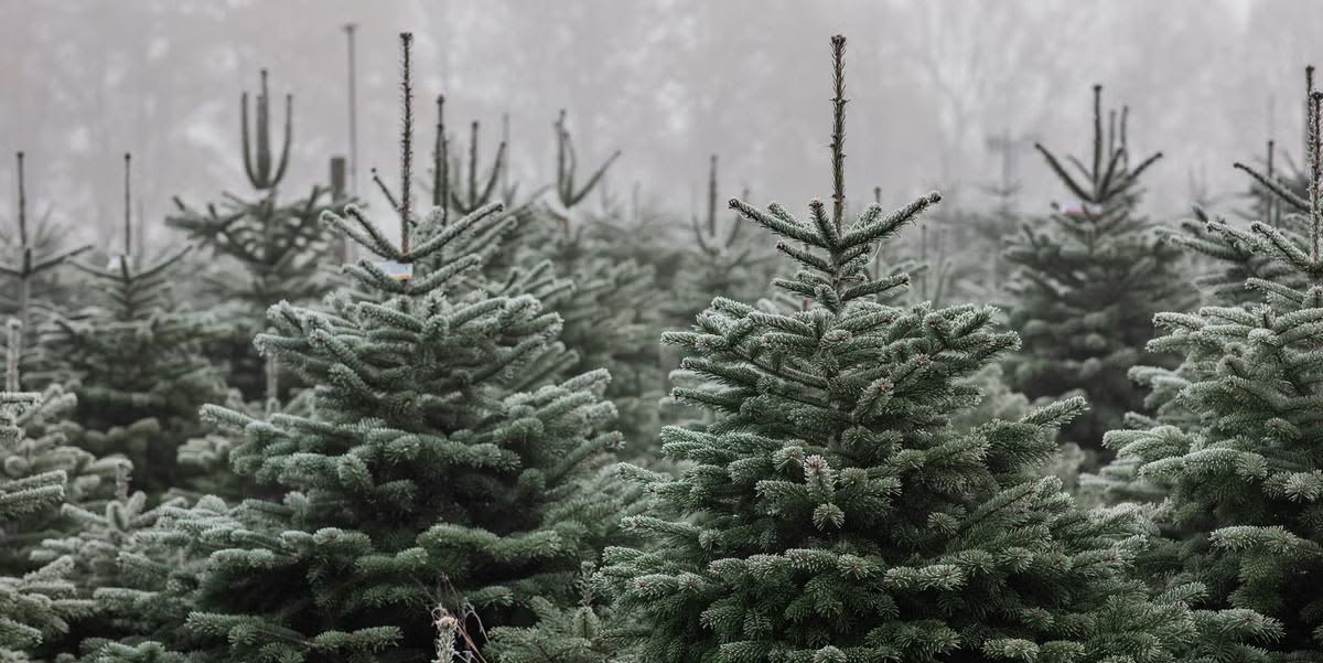 Bringing the Magic of Finnish Christmas